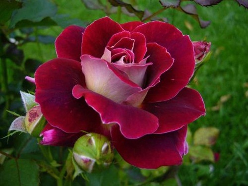 2541 1 صور اجمل الورود - الورود الاروع بالصور الاجمل دجانة جوهر