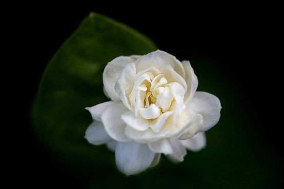 2541 10 صور اجمل الورود - الورود الاروع بالصور الاجمل دجانة جوهر
