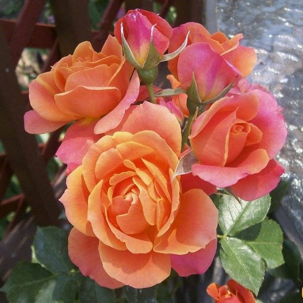 2541 11 صور اجمل الورود - الورود الاروع بالصور الاجمل دجانة جوهر