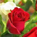 2541 12 صور اجمل الورود - الورود الاروع بالصور الاجمل ريم الحارة