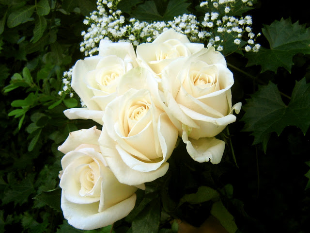 2541 3 صور اجمل الورود - الورود الاروع بالصور الاجمل دجانة جوهر