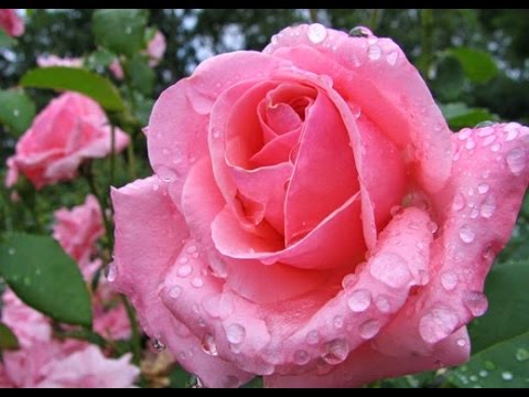 2541 5 صور اجمل الورود - الورود الاروع بالصور الاجمل دجانة جوهر