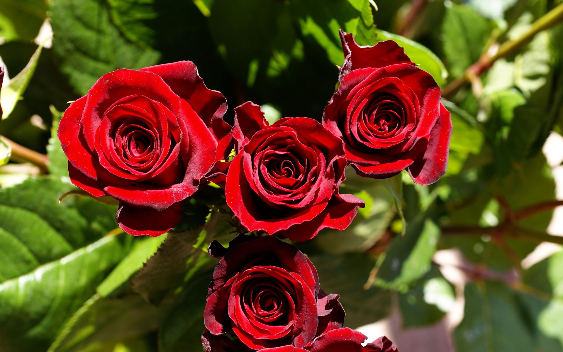 2541 9 صور اجمل الورود - الورود الاروع بالصور الاجمل دجانة جوهر
