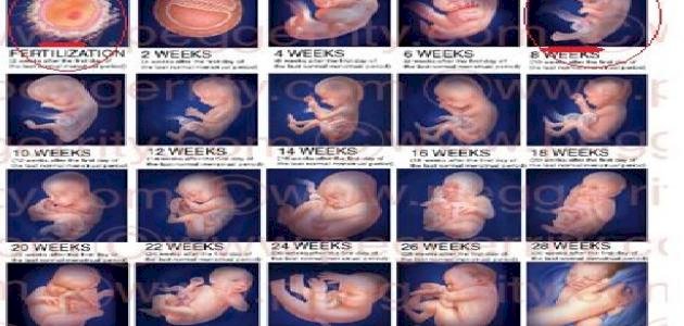 مراحل تكوين الجنين بالصور من اول يوم , تطور الجنين احساس ناعم