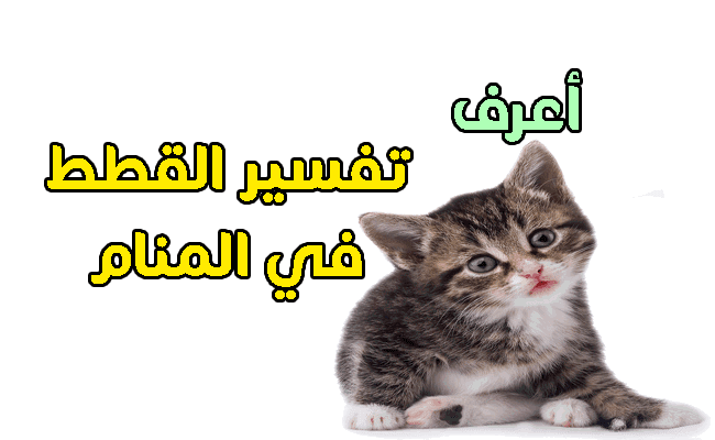 الحلم في القطط