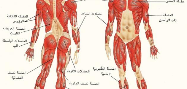 عدد عضلات الجسم البشري