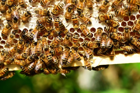 12770 1 تفسير لدغة النحل في المنام Co21